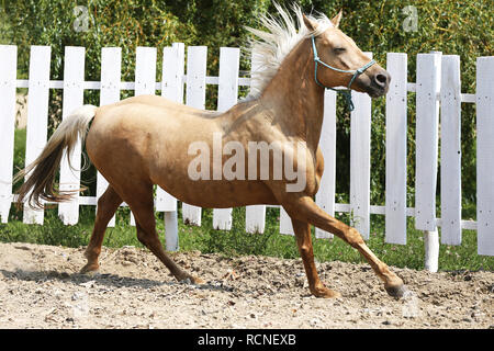 Belle jeune cheval de selle qui courent partout autour dans le paddock Banque D'Images