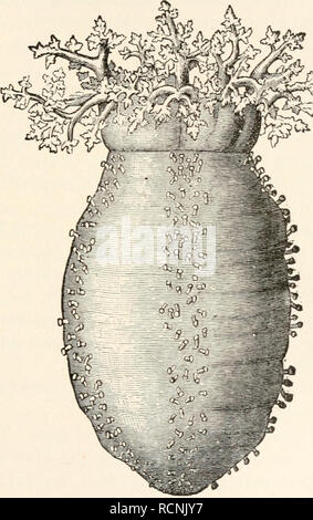 . Éléments de zoologie comparative. Zoologie. Les échinodermes. 283 l'embouchure est un cercle de tentacules (en réalité énormément développé ambulacra), et avec ces les animaux trouvent leur nourriture, qui consiste en des organismes vivant dans le sable et dans certains cas de la matière animale en décomposition.. FIG. 97.-Sea-concombre (Cucumaria frondosa). D'Emerton. A l'intérieur, le pharynx est entouré de plaques calcaires, l'ensemble ressemblant à un peu la lanterne de l'oursin, mais pas de dents ne sont jamais mis au point. Dans la plupart des espèces le madreporite est à l'intérieur du corps, et dans de nombreux arbres le filtre branchial (p. 277) devenu de Banque D'Images