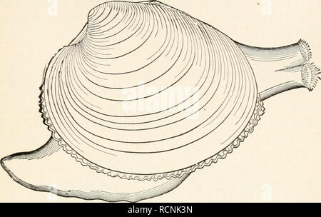 . Éléments de zoologie comparative. Zoologie. Les MOLLUSQUES. 203 cavité avec le monde extérieur (fig. 41). Dans certains ces siphons peuvent être grandement développé comme de longs tubes et. FIG. 41.-Praire (Venus mercenaria), avec pied et siphons prolongé. puis strong muscles rétracteurs à leur retour sont présents. L'ensemble de ces muscles adducteurs, à enrouleurs, etc. -laisser leur faire comprendre à la coquille, afin que l'étudiant, avec le shell seul, peut savoir des quelques •/ des structures des parties molles (fig. 42). L'eau est aspirée dans la cavité du manteau à l'aide. Veuillez noter que ces images sont extraites de la page numérisée imag Banque D'Images