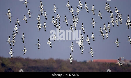 Un troupeau d'avocettes (Recurvirostra avosetta), en vol, Norfolk, Angleterre, Royaume-Uni. Banque D'Images