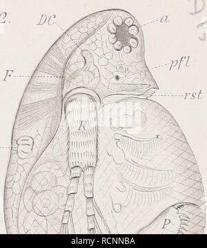 . Cladoceren die der Umgebung von Basel. Cladocères ; Crustacea. V Sehst. Veuillez noter que ces images sont extraites de la page numérisée des images qui peuvent avoir été retouchées numériquement pour plus de lisibilité - coloration et l'aspect de ces illustrations ne peut pas parfaitement ressembler à l'œuvre originale.. Stingelin, Theodor. Genf : Buchdruckerei Aubert-Schuchardt, Rey &AMP ; Malavallon, Nachf. Banque D'Images