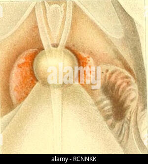 . Die Cephalopoden, I. Teil. Cephalopoda ; mollusques ; généalogie. . Veuillez noter que ces images sont extraites de la page numérisée des images qui peuvent avoir été retouchées numériquement pour plus de lisibilité - coloration et l'aspect de ces illustrations ne peut pas parfaitement ressembler à l'œuvre originale.. Naef, Adolf. Berlin : R. Friedländer &AMP ; Sohn Banque D'Images