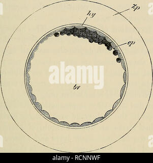 . Les éléments d'embryologie. L'embryologie ; l'embryologie. X.] BLASTODEEMIC vésicule. 315 environ 0'09 mm. - la taille de l'ovule à l'issue de la segmentation à environ 0"28 de diamètre. Il est en- fermé par la zona radiata et la couche albumineuses Fig. 96.. L'Eabbit Ovum entre 70 à 90 heures après l'imprégnation. (D'après E. van Beneden.) hv. cavité de vésicule (jolk blastodermic-sac), ep. couche externe ; hy. masse intérieure ; Zp. enveloppe albumineuse. autour de lui. La vésicule blastodermic continue d'agrandir rapidement, et pendant le processus la masse intérieure subit des changements importants. Il s'étale sur le côté intérieur Banque D'Images