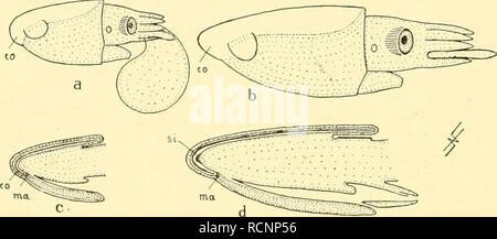 . Die Cephalopoden, I. Teil. Cephalopoda ; mollusques ; généalogie. 143 IV. Chapitre : DIE DER UNTERORDNUNG TEUTHOIDEA Die Rückbildung des Phragmocons Stvifenfolge dans der systematischen (oder der) Phylogenese ontogenetisch drückt sich aus darin, dass schon früh (Textfig. 59) un Conusteil der der Schale relatief zu- rücktritt (vergl. Kap. 5, Textfig. 66) und sich nicht zur Bildung von aufgetriebenen Enibryonalkammer vom Proostracum absetzt.*) Wahrscheinlich (vei'gl. Loligo, Kap. 6) wird später die Bildung von Sipho (Textfigur 59 d) noch werden und angedeutet unvollkommen differenzierte Septen noch ab Banque D'Images