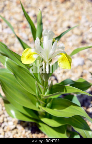 Boukhara iris, le maïs et l'Iris Iris cornu, Buchara-Schwertlilie Geweih-Schwertlilie buharai noszirom,,, Iris bucharica Banque D'Images