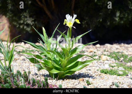 Boukhara iris, le maïs et l'Iris Iris cornu, Buchara-Schwertlilie Geweih-Schwertlilie buharai noszirom,,, Iris bucharica Banque D'Images