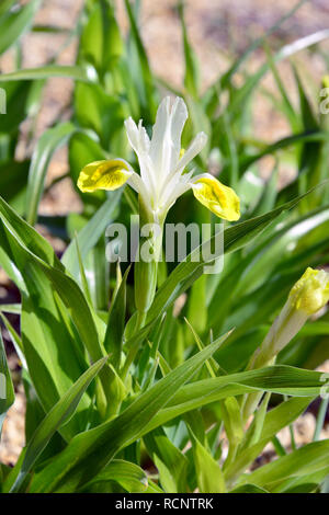 Boukhara iris, le maïs et l'Iris Iris cornu, Buchara-Schwertlilie Geweih-Schwertlilie buharai noszirom,,, Iris bucharica Banque D'Images