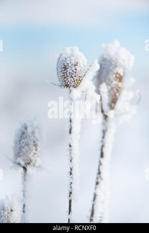 Chardon sec neige plante. La nature en hiver. Banque D'Images