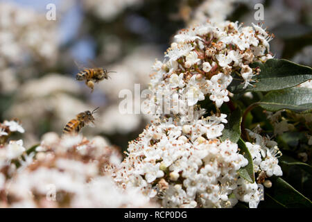 La pollinisation, l'excellent travail d'abeilles voler de fleur en fleur Banque D'Images