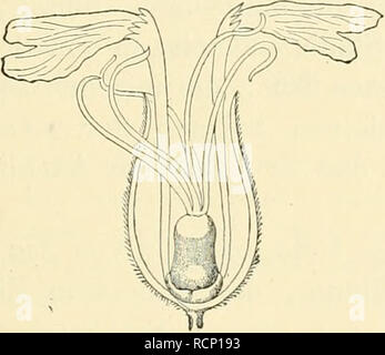 . Die gall der Pflanzen, ein Lehrbuch für und botaniker. entomologen Les gales (botanique). . Veuillez noter que ces images sont extraites de la page numérisée des images qui peuvent avoir été retouchées numériquement pour plus de lisibilité - coloration et l'aspect de ces illustrations ne peut pas parfaitement ressembler à l'œuvre originale.. Küster, E. (Ernst), 1874-1953. Leipzig, S. Hirzel Banque D'Images