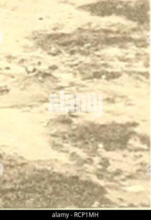 . Un Garneelenfischerei Die preussischen und der oldenburgischen KÃ¼ste bis zum Dollart. La crevette -- L'Allemagne, la crevette -- Mer du Nord. ^.3SSP- â &gt;je"^. Veuillez noter que ces images sont extraites de la page numérisée des images qui peuvent avoir été retouchées numériquement pour plus de lisibilité - coloration et l'aspect de ces illustrations ne peut pas parfaitement ressembler à l'œuvre originale.. Henking. [S. l.  : S. n. Banque D'Images