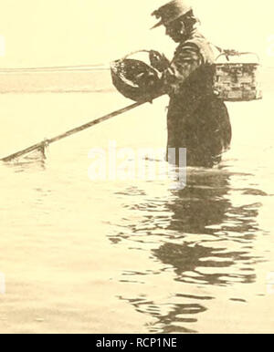 . Un Garneelenfischerei Die preussischen Küste der oldenburgischen und bis zum Dollart. La crevette -- L'Allemagne, la crevette -- Mer du Nord. Die Garneelenfischerei. VI. Tafel ; x. Fig. 21. Warverort vor. Eine Frau in der Suder. fischend Schiebeliaiuen mit Miele. Veuillez noter que ces images sont extraites de la page numérisée des images qui peuvent avoir été retouchées numériquement pour plus de lisibilité - coloration et l'aspect de ces illustrations ne peut pas parfaitement ressembler à l'œuvre originale.. Henking. [S. l.  : S. n. Banque D'Images