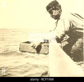 . Un Garneelenfischerei Die preussischen Küste der oldenburgischen und bis zum Dollart. La crevette -- L'Allemagne, la crevette -- Mer du Nord. Die Garneelenfischerei. Y. Tafel Veuillez noter que ces images sont extraites de la page numérisée des images qui peuvent avoir été retouchées numériquement pour plus de lisibilité - coloration et l'aspect de ces illustrations ne peut pas parfaitement ressembler à l'œuvre originale.. Henking. [S. l.  : S. n. Banque D'Images