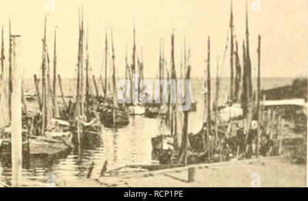 . Un Garneelenfischerei Die preussischen Küste der oldenburgischen und bis zum Dollart. La crevette -- L'Allemagne, la crevette -- Mer du Nord. Garneelenfischerei Tafel IV mourir. Mm. l-'iK. 13. BUsum. Hafen mit. Gariieelenkuttcni. Veuillez noter que ces images sont extraites de la page numérisée des images qui peuvent avoir été retouchées numériquement pour plus de lisibilité - coloration et l'aspect de ces illustrations ne peut pas parfaitement ressembler à l'œuvre originale.. Henking. [S. l.  : S. n. Banque D'Images