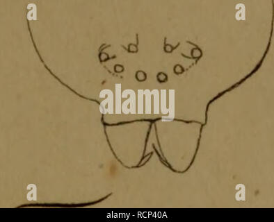 . Die Arachniden : Getreu nach der Natur und beschrieben abgebildet. Arachnides. . Veuillez noter que ces images sont extraites de la page numérisée des images qui peuvent avoir été retouchées numériquement pour plus de lisibilité - coloration et l'aspect de ces illustrations ne peut pas parfaitement ressembler à l'œuvre originale.. Koch, C. L. (Carl Ludwig), 1778-1857 ; Hahn, Carl Wilhelm, 1786-1836. Nürnberg : In der C. H. Zeh'schen Buchhandlung Banque D'Images