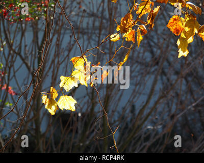 Feuilles d'érable jaune à gauche sur la vigne dans le jardin chinois à Huntington Library Banque D'Images