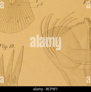 . Die Chaetognathen : ihre Pot, und Systematik Entwicklungsgechichte : eine Monographie. Chaetognatha. Tulil f. FÃ¼/./. Fi.i.l." J-u,.:j. Fiii. 'J'. n.J. 6. mettre en place/. 1. Fiij. ;I. Fifj. :). l-TJe ^ FigJO. ^ Fl,/. IL ' .. : :. :-je...sl r 1 "' ! !â /'/&gt ;/. /T5'.. ^ ^T", ]''i(i./9. Fer tmaftHsrlie lag-Yei,. -^^, j., lifh Anst.v.rAFunfe Si ; :. Veuillez noter que ces images sont extraites de la page numérisée des images qui peuvent avoir été retouchées numériquement pour plus de lisibilité - coloration et l'aspect de ces illustrations ne peut pas parfaitement ressembler à l'œuvre originale.. Hertwig, Oscar, 1849-1922. Je Banque D'Images