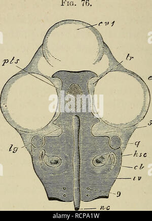 . Les éléments d'embryologie. L'embryologie ; l'embryologie. 236 LE CINQUIÈME JOUR. [CHAP. Vue de dessus de l'Parachordals et de la Trabe- cule sur le cinquième jour d'incubation. (De Parker.) afin de faire connaître cette l'ensemble de la partie supérieure de la tête a été sHced loin. La partie cartilagineuse du crâne sont marqués de l'ombrage horizontal darh. c.v. 1. vésicules cérébrales (coupé), e. oeil. nc, notochorde. iv. parachordal. 9. pour la sortie du foramen le neuvième nerf. d. cochlée, h.s.c. canal semi-circulaire horizontal, q. quad- taux. 5. l'encoche pour le passage du cinquième nerf. Ig. ex- Banque D'Images