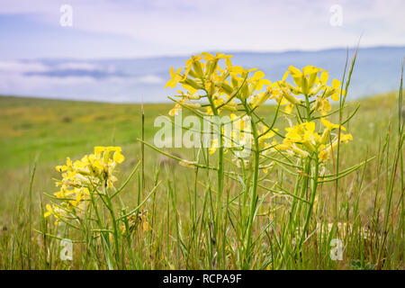 L'Erysimum franciscanum, communément connue sous le nom de giroflée Franciscaine ou San Francisco giroflée, endémique de Californie ; classés comme à risque (vulnerab Banque D'Images