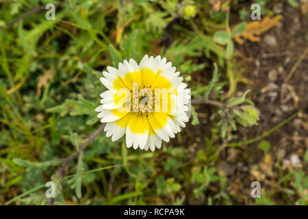 Close up of Layia platyglossa wildflowers, communément appelé tidytips côtières, en Californie Banque D'Images