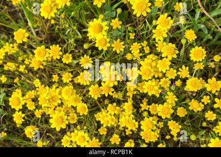 Sur les prairies en fleurs Goldfields, vue de dessus, en Californie Banque D'Images