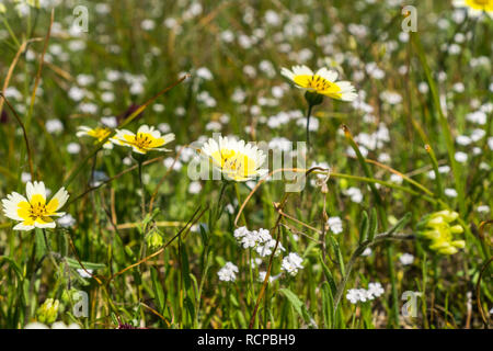 Layia platyglossa wildflowers (communément appelé le tidytips côtière) sur terrain, en Californie Banque D'Images