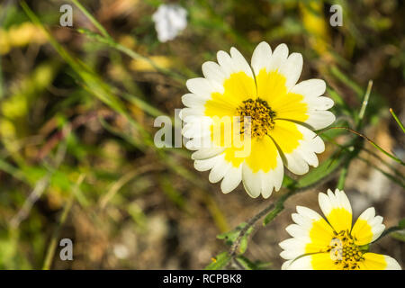 Close up of Layia platyglossa wildflowers, communément appelé tidytips côtières, en Californie Banque D'Images