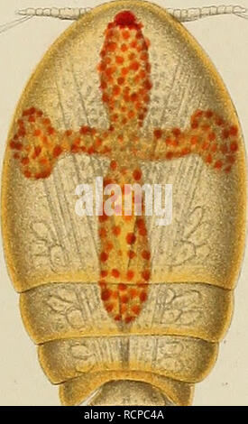 . Die Asterochreiden des golfes von Neapel und der angrenzenden. Meeres-Abschnitte Asterochreidae ; Crustacea. Taf.l.. Veuillez noter que ces images sont extraites de la page numérisée des images qui peuvent avoir été retouchées numériquement pour plus de lisibilité - coloration et l'aspect de ces illustrations ne peut pas parfaitement ressembler à l'œuvre originale.. Giesbrecht, Wilhelm. Berlin, R. Friedländer &AMP ; sohn Banque D'Images