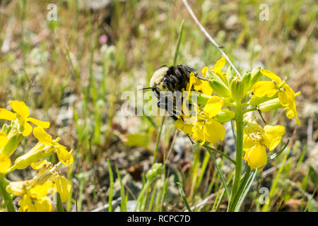 Close up of bourdon pollinisateur, un Franciscain wallflower ou San Francisco (Erysimum giroflée franciscanum), Californie Banque D'Images
