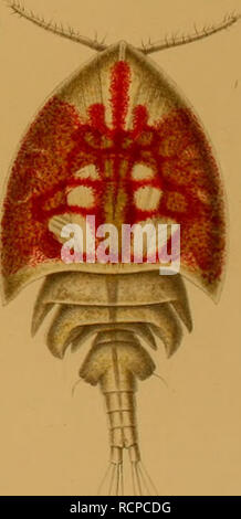 . Die Asterochreiden des golfes von Neapel und der angrenzenden. Meeres-Abschnitte Asterochreidae ; Crustacea. . Veuillez noter que ces images sont extraites de la page numérisée des images qui peuvent avoir été retouchées numériquement pour plus de lisibilité - coloration et l'aspect de ces illustrations ne peut pas parfaitement ressembler à l'œuvre originale.. Giesbrecht, Wilhelm, 1854-1913. Berlin, R. Friedländer &AMP ; sohn Banque D'Images