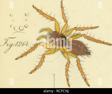 . Die Arachniden : Getreu nach der Natur und beschrieben abgebildet. Arachnides. . Veuillez noter que ces images sont extraites de la page numérisée des images qui peuvent avoir été retouchées numériquement pour plus de lisibilité - coloration et l'aspect de ces illustrations ne peut pas parfaitement ressembler à l'œuvre originale.. Koch, C. L. (Carl Ludwig), 1778-1857 ; Hahn, Carl Wilhelm, 1786-1836. Nürnberg : In der C. H. Zeh'schen Buchhandlung Banque D'Images