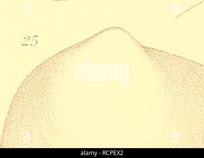 . Die antarktischen Schnecken und Muscheln. Les mollusques. M. 27 29 11 Tettiih "ICU/ü/a, ,. Veuillez noter que ces images sont extraites de la page numérisée des images qui peuvent avoir été retouchées numériquement pour plus de lisibilité - coloration et l'aspect de ces illustrations ne peut pas parfaitement ressembler à l'œuvre originale.. Thiele, Johannes, 1860-1935 ; Deutsche Südpolar-Expedition (1901-1903). Berlin : G. Reimer Banque D'Images