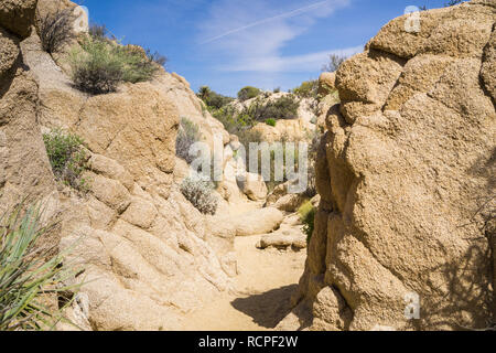 Canyon rocheux étroit sur la piste vers l'oasis de palmiers perdu, Joshua Tree National Park, Californie Banque D'Images