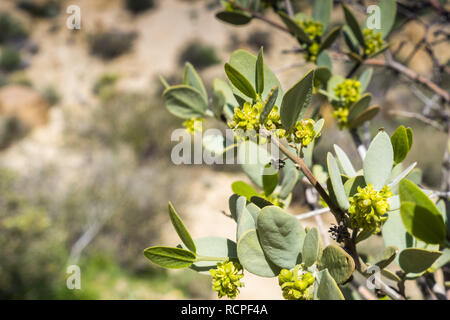 Close up de Jojoba (Simmondsia chinensis floraison), Direction générale de Joshua Tree National Park, Californie Banque D'Images