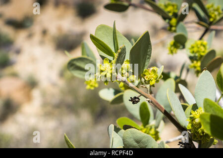 Close up de Jojoba (Simmondsia chinensis floraison), Direction générale de Joshua Tree National Park, Californie Banque D'Images