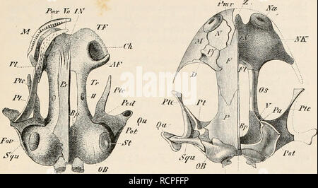 . Éléments de l'anatomie comparée des vertébrés. L'anatomie, les vertébrés ; Comparatif -- Anatomie. Le crâne. 71 h.r Pour S., Fa. Ccvc Fin. 56.-CRÂNE D'UN JEUNE .AxuLOTL. (Vue ventrale.), T. Veuillez noter que ces images sont extraites de la page numérisée des images qui peuvent avoir été retouchées numériquement pour plus de lisibilité - coloration et l'aspect de ces illustrations ne peut pas parfaitement ressembler à l'œuvre originale.. Baptist gmünder, Robert, 1848-1923 ; Parker, O. N. (William Newton), d. 1923. Londres, New York, Macmillan Banque D'Images