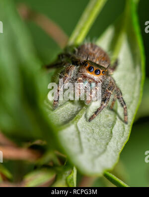 Adorable Phidippus princeps, touffetés sinueuses thomisidae assis sur une feuille à l'automne jardin, regardant le spectateur avec curiosité Banque D'Images