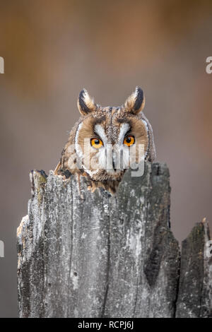 Le hibou moyen-duc, également connu comme le nord du hibou moyen-duc, est une espèce de hibou qui se reproduit en Europe, en Asie, et en Amérique du Nord. Banque D'Images