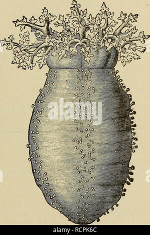 . Éléments de zoologie comparative. Zoologie. Les échinodermes. 283 l'embouchure est un cercle de tentacules (en réalité énormément développé ambulacra), et avec ces les animaux trouvent leur nourriture, qui consiste en des organismes vivant dans le sable et dans certains cas de la matière animale en décomposition.. Fig. 97.-Sea-concombre (Cucumaria frondosa). D'Emerton. A l'intérieur, le pharynx est entouré de plaques calcaires, l'ensemble ressemblant à un peu la lanterne de l'oursin, mais pas de dents ne sont jamais mis au point. Dans la plupart des espèces le madreporite est à l'intérieur du corps, et dans de nombreux arbres le filtre branchial (p. 277) devenu de Banque D'Images