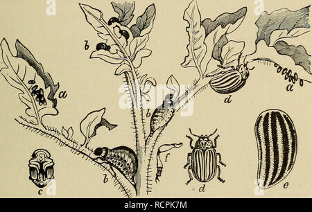 . Éléments de zoologie comparative. Zoologie. Les INSECTES. 241 La deuxième méthode de lotissement dépend des faits de l'histoire de vie. Dans le premier groupe ametabolous ou les jeunes feuilles les oeufs avec la forme générale et d'apparaître de l'adulte, la principale différence étant que de taille. Dans la deuxième ou la division hemimetabolous les jeunes à la sortie de l'œuf diffère de l'adulte en l'absence d'ailes. Au cours de la croissance, la peau est souvent mué, et avec chacun. Fig. 67.-vie-histoire du Doryphore de la pomme de terre-beetle (Doryphora decemlineata*). a, b ; oeufs, larve, pupe ; c ; d. des adultes, l'augmentation de la mue des ailes Banque D'Images