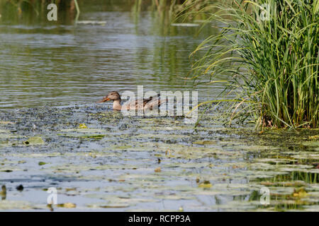 Le Canard souchet (Anas clypeata). La Russie, la région de Moscou Banque D'Images