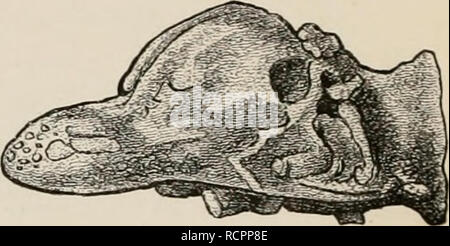 . Éléments de l'anatomie comparée des vertébrés. L'anatomie, les vertébrés ; Comparatif -- Anatomie. FIG. 126.-JETTE &lt;SI THK ]'"I;AIX-('ASE.S DE MAMMIFÈRES de l'Éocène. (Après Marsh.), crâne avec cerveau indiqué, d'un Tillotherium, fodiens ; B, Brontotherium ingens ; C, Corj'phodon hamatus ; D, Dinoceras mirabile. K et F, ventrale et latérale sur jette du cerveau de Dinoceras mirabile. La glande pinéale (Fig. 123, Z] est déplacé par la grande hémisphères, et repose sur les lobes antérieurs. Le lecteur est renvoyé à la Fig. 123 pour plus de détails sur les relations du corps calleux, le fornix, Banque D'Images