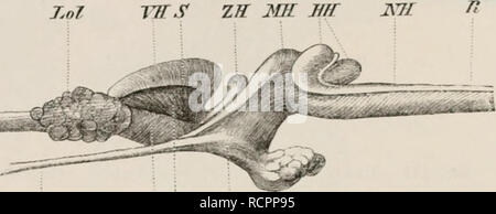 . Éléments de l'anatomie comparée des vertébrés. L'anatomie, les vertébrés ; Comparatif -- Anatomie. H2 L'anatomie comparée. mi-cerveau, et peuvent donc être facilement négligé (fig'. 11-i et 115, le cation Zll pb .t' tin- ecivUdlum dans tin-^ ventricule de la mi-cerveau, vu qu'exceptionnellement dans le niol alk.ram-lis, est un jnesmi.- une règle de Td.-m&gt;UMns, IMI ! L'ampleur de son développement varie beaucoup. Tin- glande pinéale n'est pas dili'er essentiellement de iliai de Elasmobrancha Jamads tliou (ami, c-h s'étend jamais int.. tin- Toit de tin- crâne, ami ii.-ually reste dans tin- les membranes du cerveau. A,- Banque D'Images