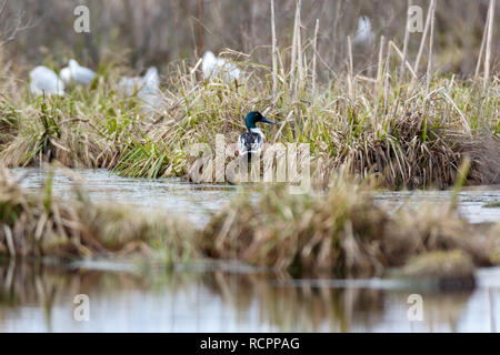 Le Canard souchet (Anas clypeata). La Russie, la région de Moscou Banque D'Images