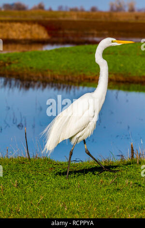 Une Aigrette garzette prend une promenade à la Sacramento National Wildlife Refuge dans le Nord de la Californie, USA Banque D'Images