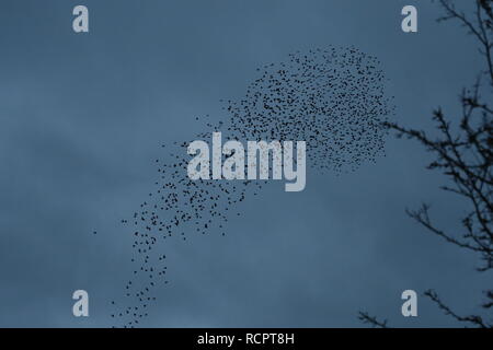 Starling murmuration à Attenborough nature reserve. Banque D'Images