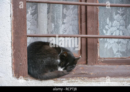 Dormir chat mignon sur windows Banque D'Images