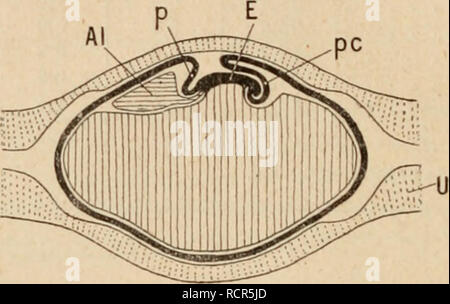 . Dictionnaire de physiologie. La physiologie. FiG. 28. I-'IG.  ?9.. Veuillez noter que ces images sont extraites de la page numérisée des images qui peuvent avoir été retouchées numériquement pour plus de lisibilité - coloration et l'aspect de ces illustrations ne peut pas parfaitement ressembler à l'œuvre originale.. Richet, Charles Robert, 1850-1935 ; Langlois, Paul, 1862- ; Lapicque, Louis. Paris : F. Alcan Banque D'Images