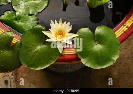 Colorée en fleurs ici dans le cadre de l'aménagement paysager décoratif dans un parc de l'hôtel à Pattaya, Thaïlande Banque D'Images