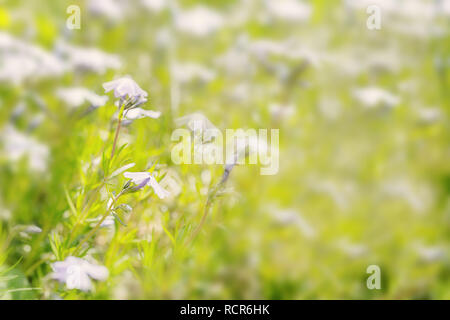 Phlox subulées, beaucoup de couleurs dans la lumière du soleil de près. Banque D'Images